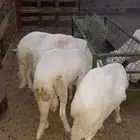 طليان للبيع