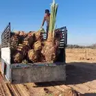 لدينا جميع انواع النخيل فروخ وزيتون