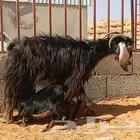 معزا خلفات عدد 2 تحتهن 4