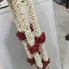 فل صبيا  جيزانيات_جيزانيه_جازان_ابوعريش__صامطة_صامطه_الطوال