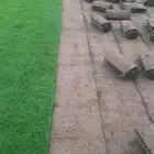 نجيل طبيعي سي2000