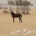 حصان