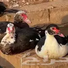 بط مذبوح على الطلب