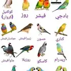 أنواع الطيور على للتبني