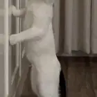 قطوة للتبني عمره اربع شهور   ذكر