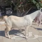 عنز حجازيه بيضاء برصاء جرم ناهي