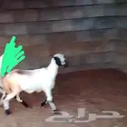 السلام عليكم ورحمه الله وبركاته صلوا على الحبيب اعرض لكم رخل