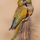 بتغونيا كنيور اكبر انواع الكنيور و نادر