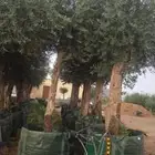 زيتون مثمر معمر نيبالي