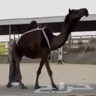 عشراء كفو وبكره مفروده كفو ممشاء سناد