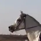 حصان شعبي من فواخر الشعبيات