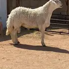 فحل حري صنف مشروط