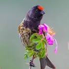 متوفر زوج رد بوينت (البسبوس الايراني او رد فرونتد)