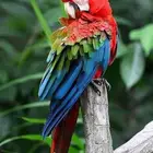 مطلوب قرين ونج مكاو