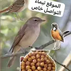 طيور التين
