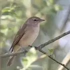 طيور التين دخل شحيماني