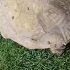 سلاحف