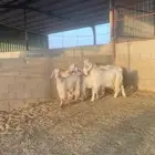 هجين ماعز رقاص