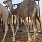 حشو