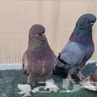 لونق فيس ( تم البيع )