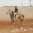 تعليم الفروسية