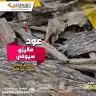 عود ماليزي سيوفي اصلي