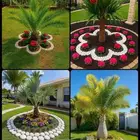 يوجد جميع انواع الاشجار والنباتات يوجد تيل طبيعي يوجد صيانية