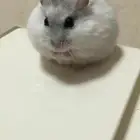 هامستر ونتر وايت النادر