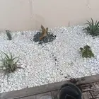 يوجد جميع انواع الاشجار والنباتات يوجد تيل طبيعي