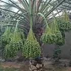 نخل نوايع للبيع