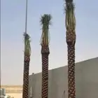 نخل وشنطني وعربي ارجا اتواصل معنا