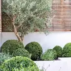 زيتون معمر
