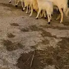 ضان متابيع 4 تحتها 4