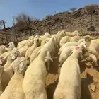 طليان اضاحي