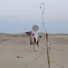 خيل شعبي للبيع او البدل ب ناقه هجن الموقع املج