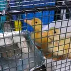 للبيع حبتين بط صغير