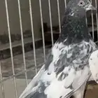 حمام باكستاني قطع اقبل البدل المناسب