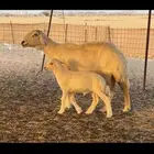 نعجه خلفه طيبه
