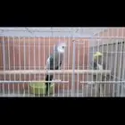 3 ذكور كروان لبيع وجوز هولندي كروان منتج شرط على اسوم