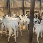 10 تيوس وجفار شحم ولحم حد 800