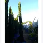 توريد الاشجار بانوعه والنخيل والزيتون وصينه الاشجار باوعها