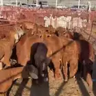 ذبائح طايفية نجدي حري سواكني