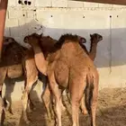 قعدان مقفله