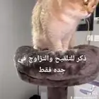 سكوتش فولد للتزاوج والتلقيح