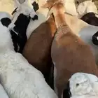 طليان سواكن مرابي الطايف