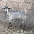 تيس ذبحة بري من حلالي