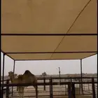 مضلات الإبل يتوفر جميع المقاسات بسعار مناسبه