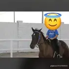 اسطبل السعاده مفرق الرماح يوجد ايوا