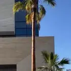 نخل واشنطني
