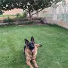 حيوانات اليفه